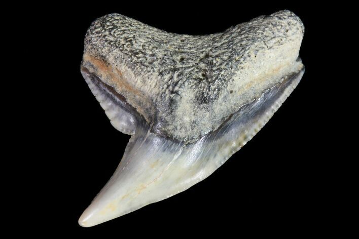 Colorful Fossil Tiger Shark (Galeocerdo) Tooth - Virginia #71145
